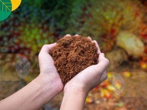 kelebihan cocopeat untuk hidroponik