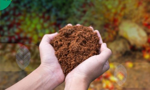 7 Kelebihan Cocopeat untuk Hidroponik yang Wajib Kamu Tahu