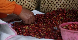 Cara Proses Kopi Natural