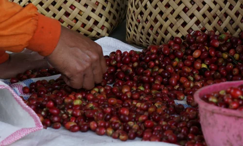 Cara Proses Kopi Natural, dari Buah Sampai Jadi Green Bean