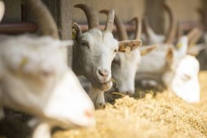 pakan fermentasi kambing