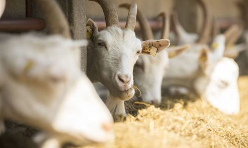 Resep Pakan Kambing Fermentasi Praktis dan Ekonomis
