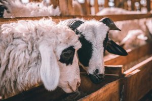 silase pakan kambing