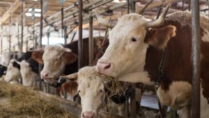 Konsentrat Sapi Potong Alami