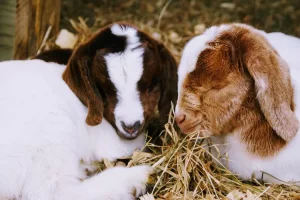 silase kambing