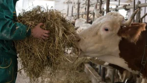 Konsentrat Sapi Potong Alami