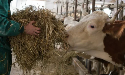 Konsentrat Sapi Potong Alami untuk Peternak