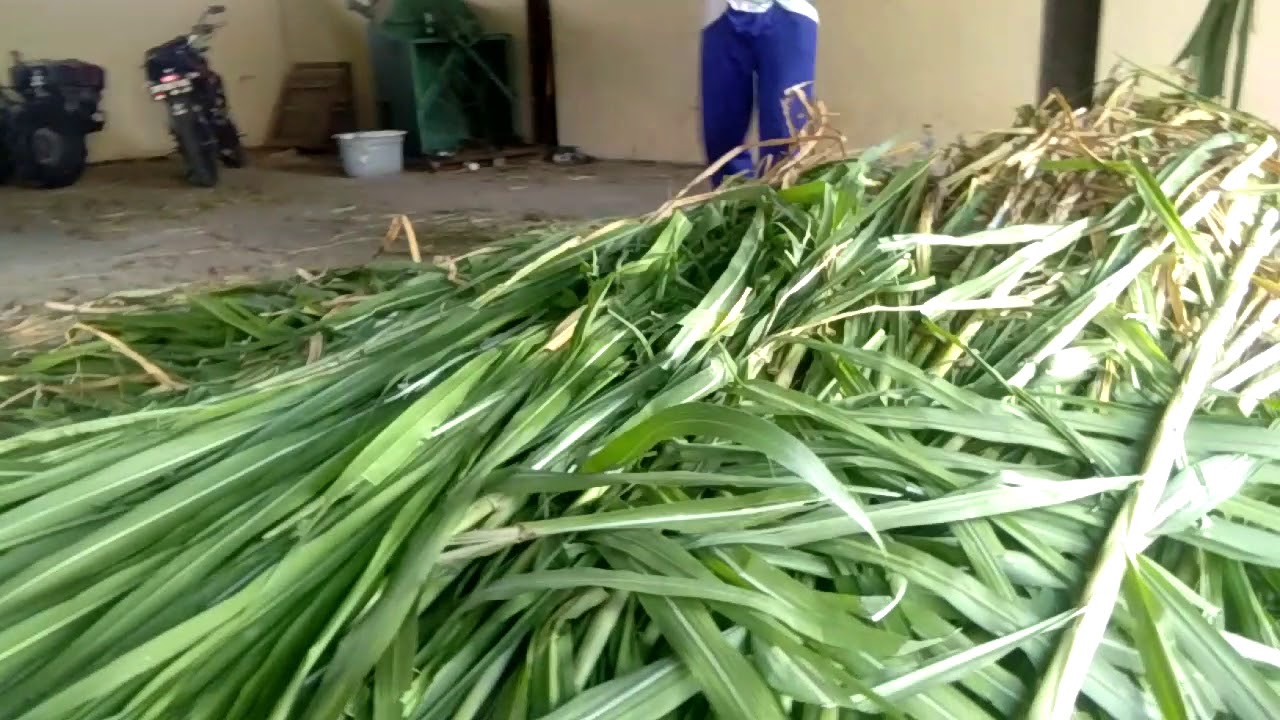 Jenis Jenis Rumput Pakan Kambing yang Mudah Dibudidayakan