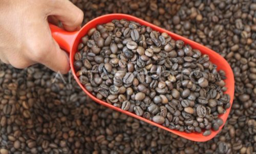Coffee Roasting Machine untuk Kopi Arabika, Ini Loh!