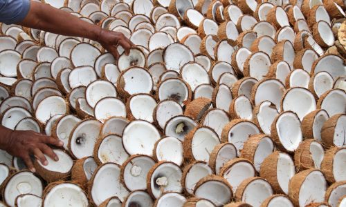 Tips Agar Pengeringan Kopra Putih Maksimal