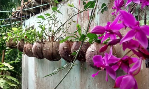 Kulit Kelapa Jadi Produk Kreatif Bernilai Jual Tinggi