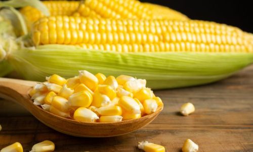 Tips Efektif Pengolahan Jagung Skala Usaha