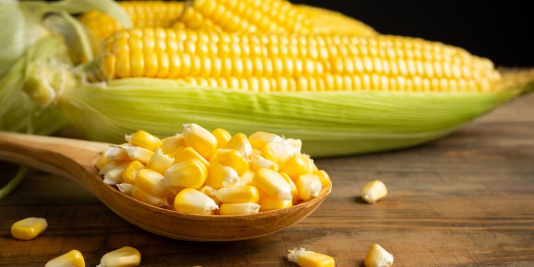 pengolahan jagung skala usaha