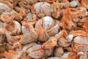 sabut kelapa mendukung pertanian rendah emisi
