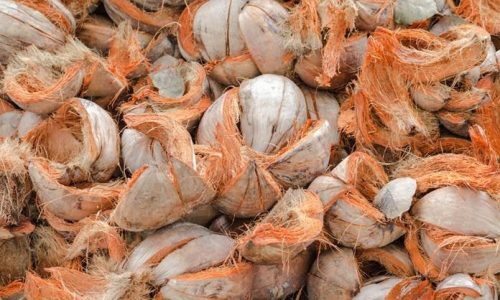 Sabut Kelapa Mendukung Pertanian Rendah Emisi, Ini Penjelasannya