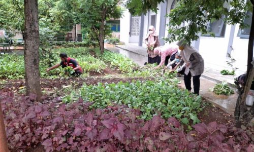 Inovasi Cocomesh Sekolah Hijau: Solusi Edukatif untuk Lingkungan