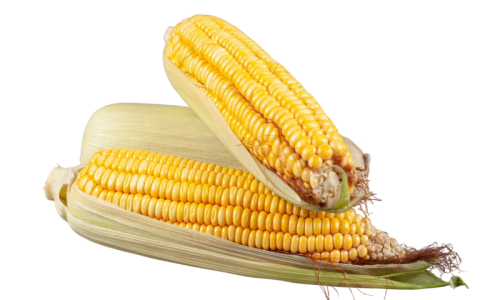 Memahami Kebutuhan Alat Pemipih Jagung Rebus
