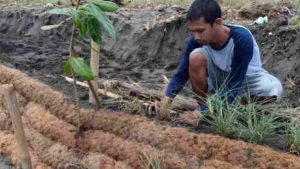 Sabut kelapa untuk penguatan tanggul alami pesisir