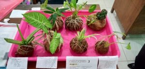 Cocomesh untuk Praktek Ekosistem Sekolah