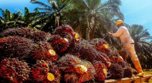 mesin pencacah pelepah sawit industri