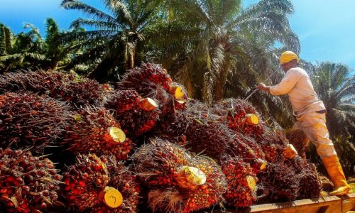 Keunggulan Menggunakan Mesin Pencacah Pelepah Sawit Industri