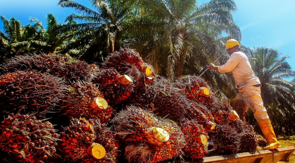 mesin pencacah pelepah sawit industri