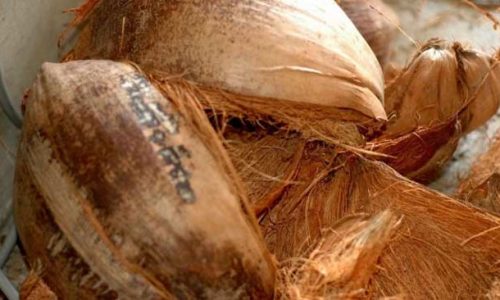 Peluang Usaha Pengolahan Sabut Kelapa yang Jarang Diketahui