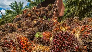 pemanfaatan limbah sawit menjadi kompos