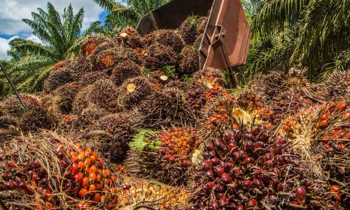 Dampak Positif Pemanfaatan Limbah Sawit Menjadi Kompos