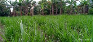 hijauan ternak hasil optimal