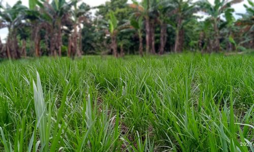 Hijauan Ternak Hasil Optimal Strategi Produksi Efisien