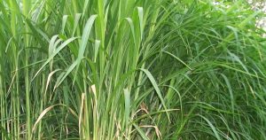 jadwal panen rumput produktif