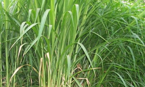Jadwal Panen Rumput Produktif untuk Meningkatkan Kualitas Hijauan