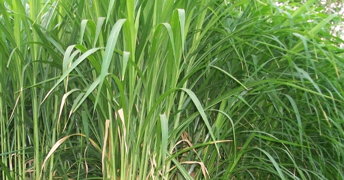 jadwal panen rumput produktif