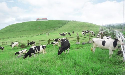 Hijauan Unggulan Sapi Perah untuk Produksi Susu Maksimal