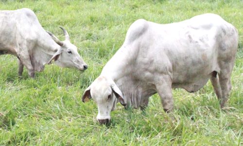 Hijauan Perbaikan Pencernaan Ternak Meningkatkan Produktivitas