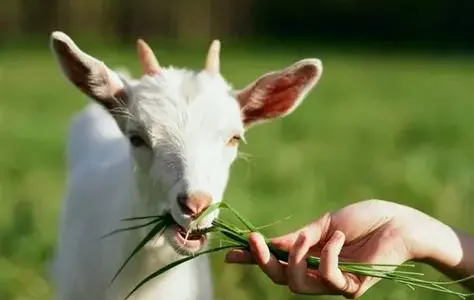 Hijauan Domba Kambing Unggulan Kunci Produktivitas
