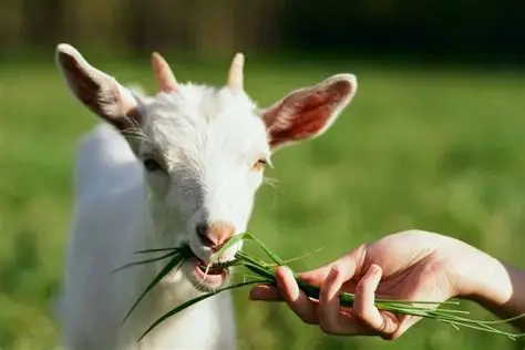 hijauan domba kambing unggulan