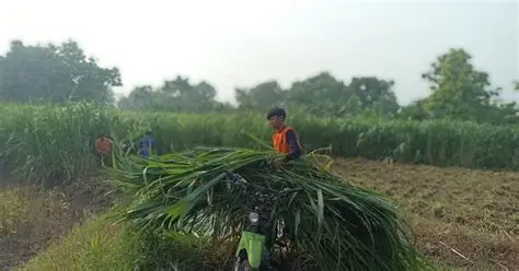 pakan hijau sumber mineral
