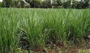rumput pakan serat tinggi