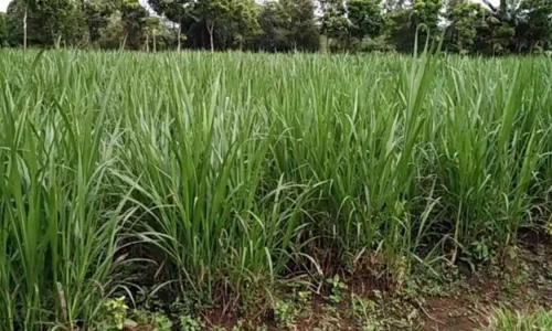 Rumput Pakan Serat Tinggi Solusi Ideal untuk Nutrisi Ternak