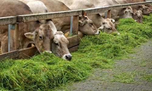 Pakan Hijau Sapi Potong untuk Pertumbuhan Optimal dan Efisiensi