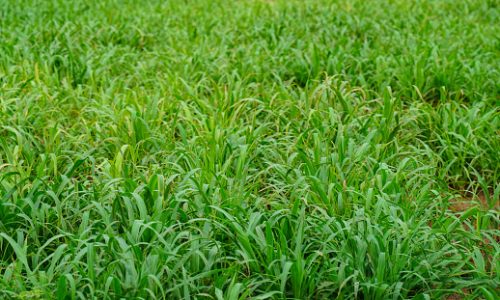 Pakan Alternatif Berbasis Hijau sebagai Solusi Nutrisi Ternak