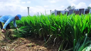 rumput pakan ternak murah