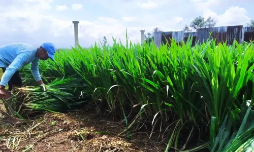 Rahasia Mendapatkan Rumput Pakan Ternak Murah Berkualitas Tinggi