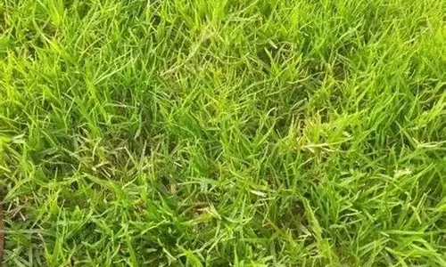 Rumput Cacah Mudah Dicerna Efisiensi Untusk Pakan Ternak