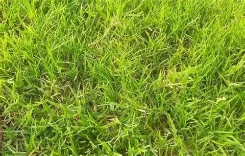 rumput cacah mudah dicerna