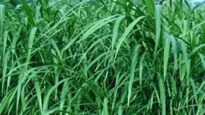 rumput hijau sebagai pakan utama