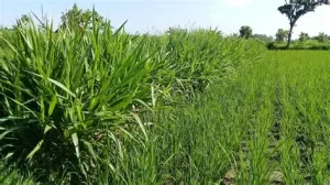 rumput campuran untuk ransum
