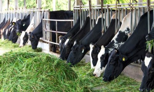 Rumput Giling untuk Ruminansia Solusi Praktis Pakan Bernutrisi